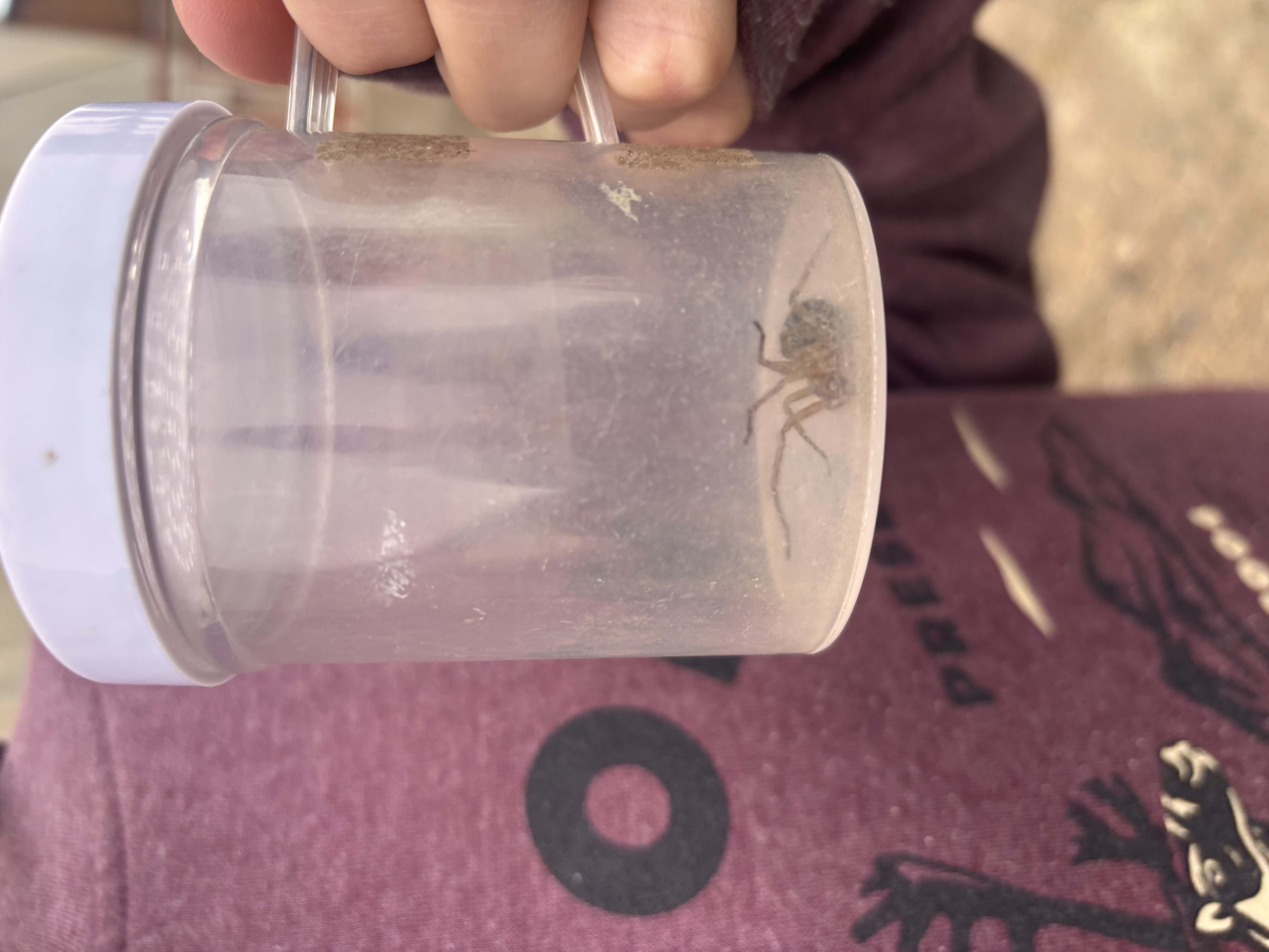 The Itsy Bitsy Spider2 doug brown