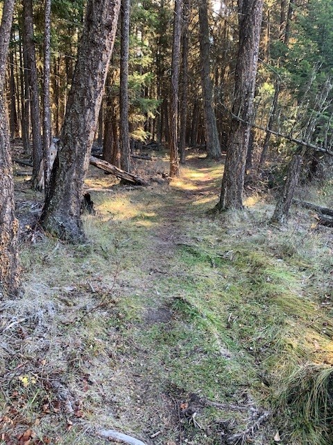 Community Forest 2 doug brown